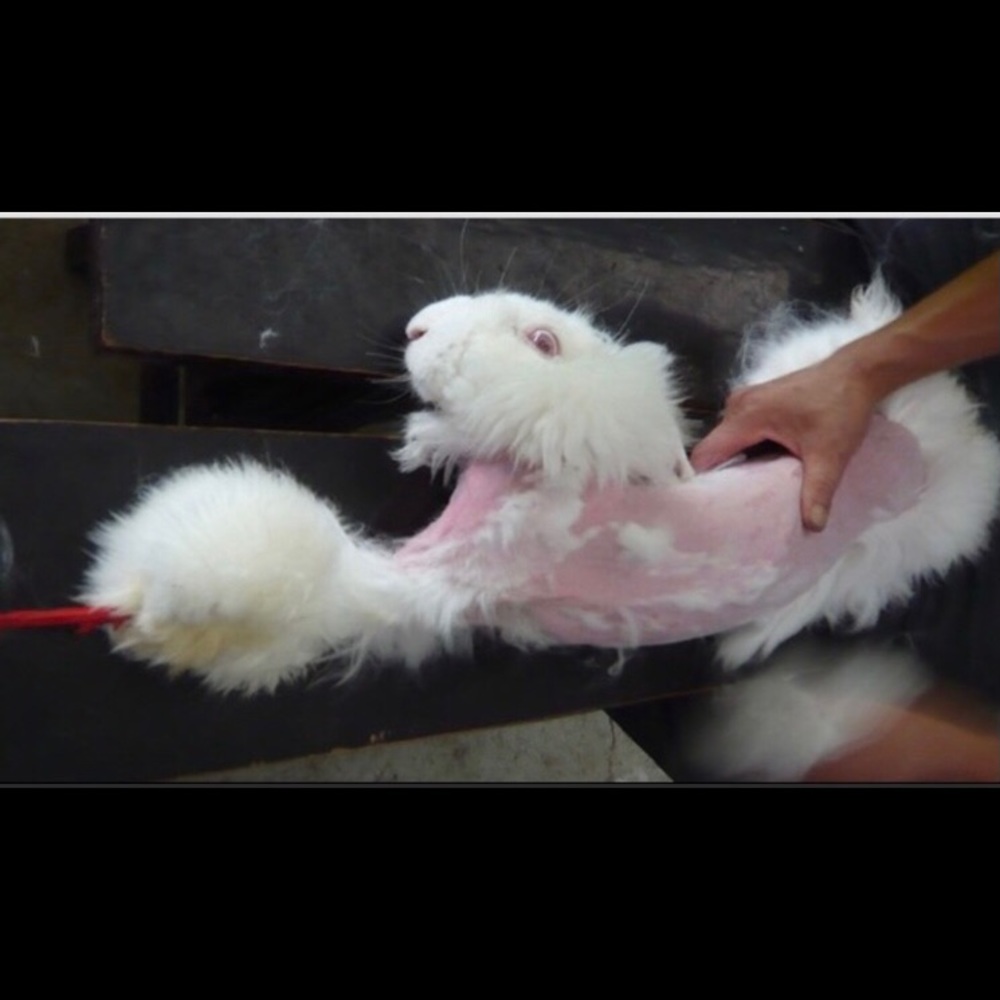 PLZ BUY PRE-OWNED FUR PRODUCTS
‼️NOT FOR SALE‼️ - Picture 3 of 13